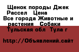 Щенок породы Джек Рассел › Цена ­ 45 000 - Все города Животные и растения » Собаки   . Тульская обл.,Тула г.